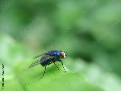 blue fly on green leaf