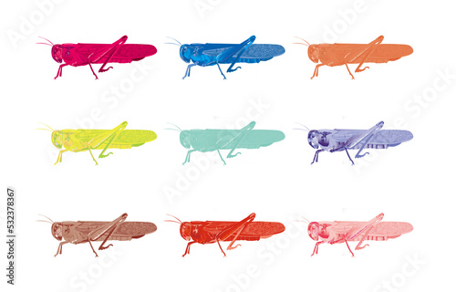 vibrant migratory locust カラートノサマバッタ