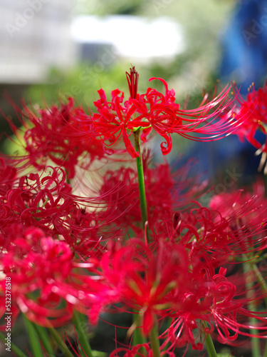 彼岸花