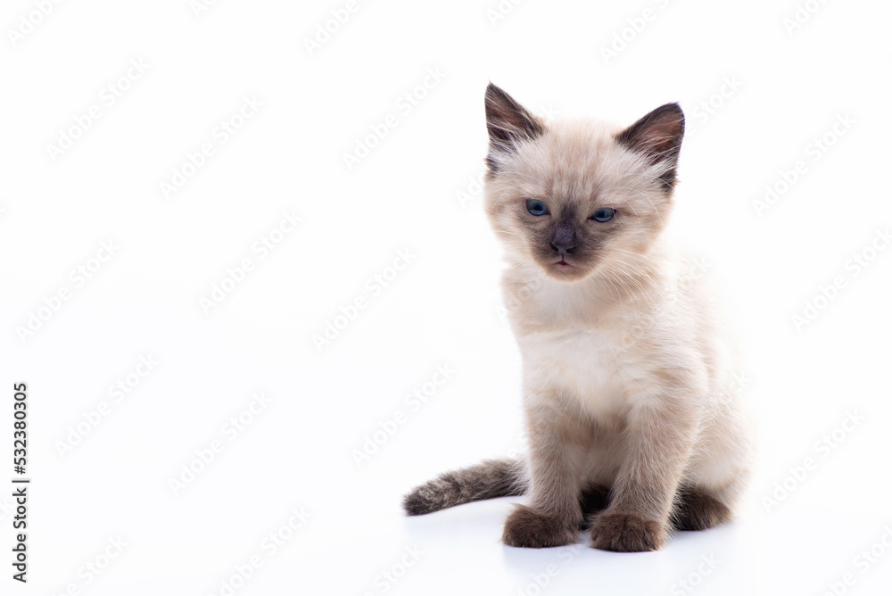 A cute small Siamese kitten with blue eyes sits on a white background and looks into the camera. Photo for advertising a pet store or a veterinary clinic.