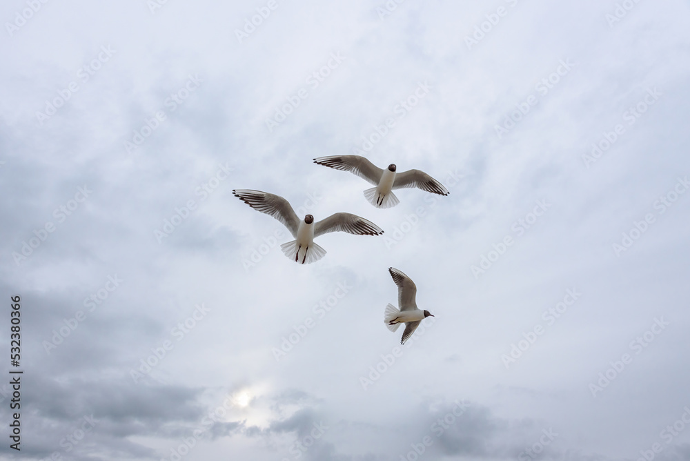 Möwen (Lachmöwen) im Anflug vor einem wolkigen Himmel