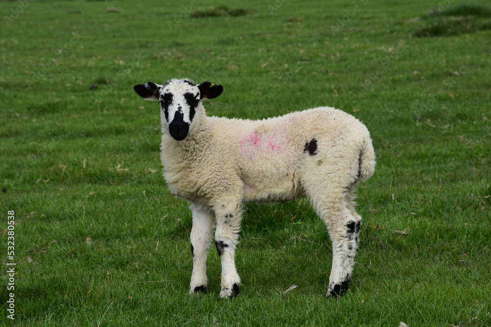 Obraz premium White and Black Lamb in a Grass Field