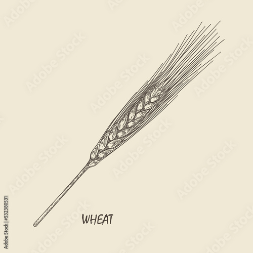 Spikelet of wheat. Handmade graphics engraved with ink. Victorian style lithograph. Vintage engraving. Sketchy hand drawn vector botanical illustration.