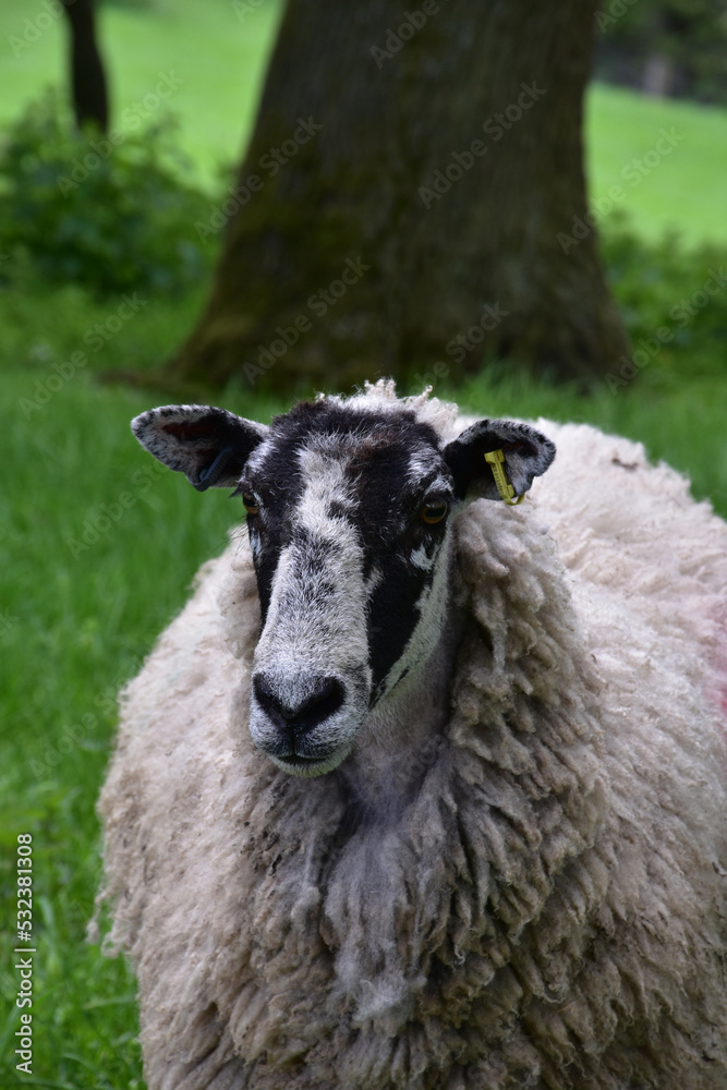 Looking into the Face of a Mature Sheep