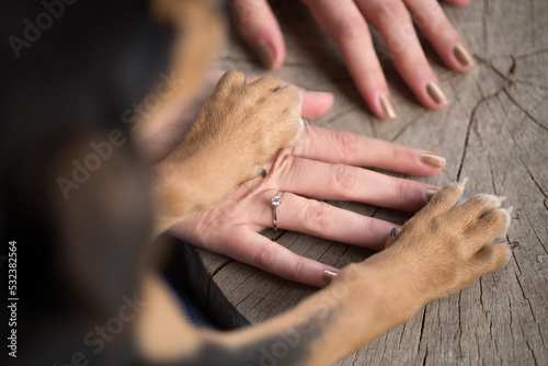 close up of dog paws holding woman hands 