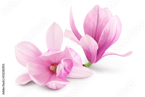 Pink magnolia flower isolated on white background with full depth of field photo