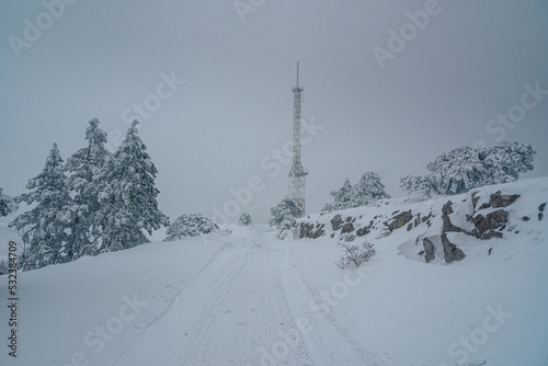 Snow covered forest on top of mountain Ai-Petri after blizzard. Crimea