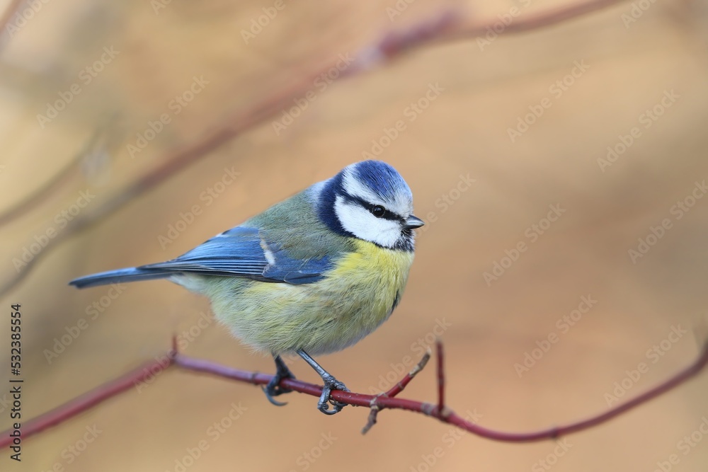 A blue tit sitting on the branch. Portrait of a colorful titmouse. Cyanistes caeruleus A blue tit sitting on the branch. Portrait of a colorful titmouse. Cyanistes caeruleus