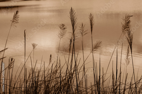 Grass flowers with the water background, romantic and lonely.