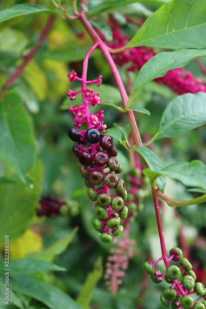 Close-up of Phytolacca americana ripe berries on branches. Pokeweed plant in the garden on late summer Close-up of Phytolacca americana ripe berries on branches. Pokeweed plant in the garden on late summer