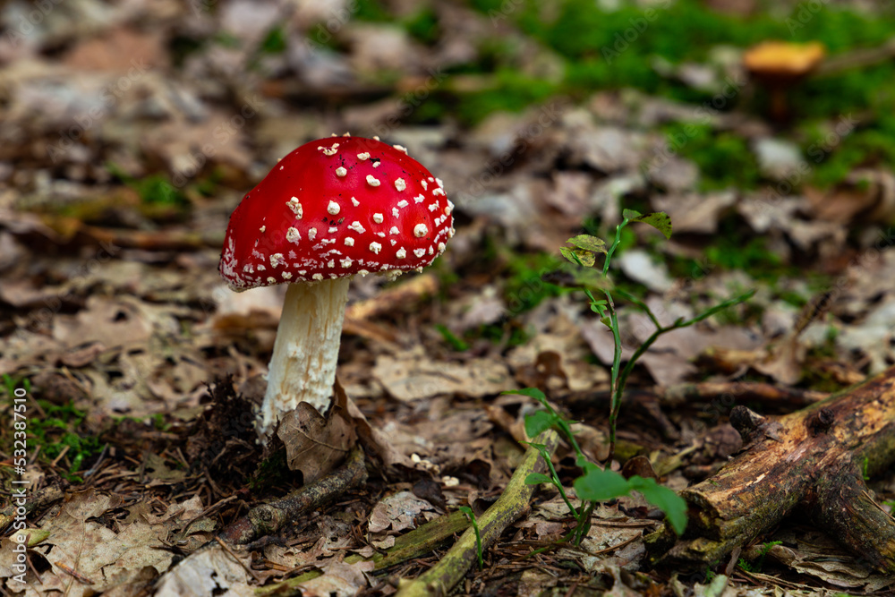 Amanitas mushrooms grow in the autumn forest, on a green moss. Amanitas mushrooms grow in the autumn forest, on a green moss.