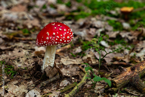 Amanitas mushrooms grow in the autumn forest, on a green moss.