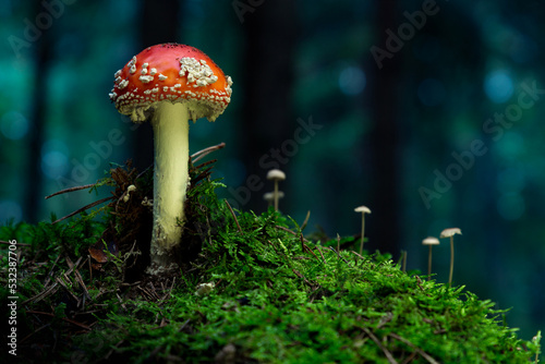 Fly agaric or Fly amanita (Amanita muscaria) is a basidiomycete of the genus Amanita.