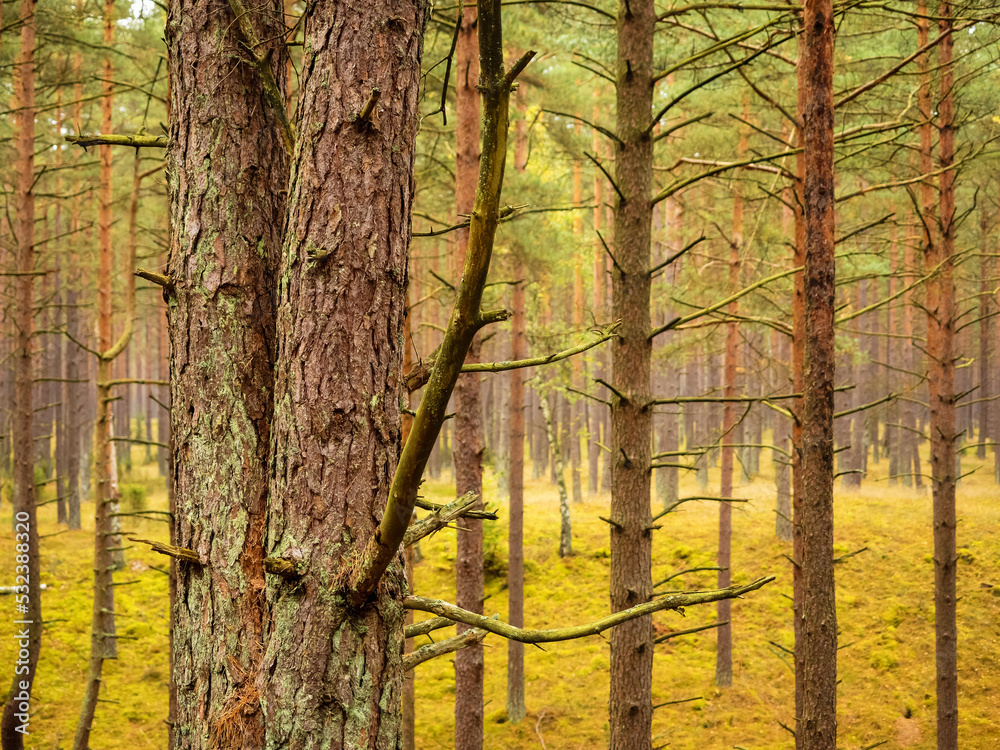 Obraz premium tree trunk in a deep moody forest in autumn season in a rainy day. wild nature background