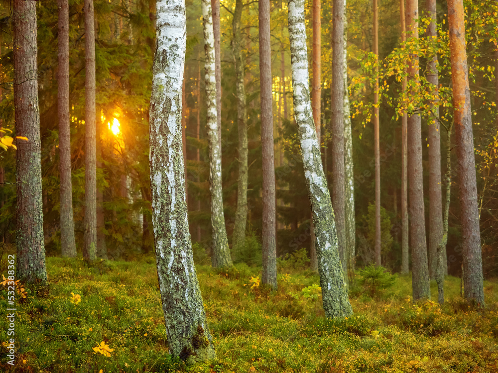 Obraz premium Birch trees in a pine woodland in a sunny autumn morning, tree trunks, nature background