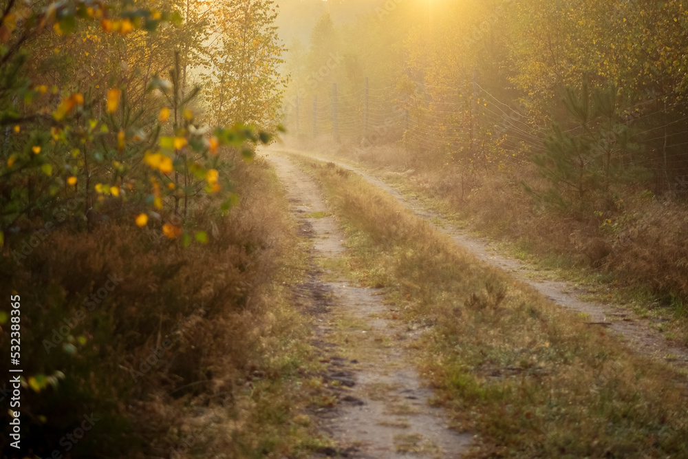 road in a autumn deep forest, hiking path in a fall season in a foggy morning