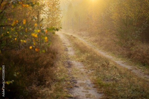 road in a autumn deep forest  hiking path in a fall season in a foggy morning