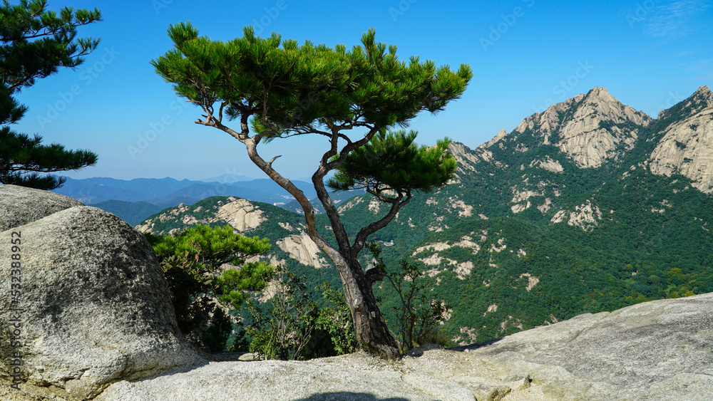 The beauty and strength of the pine trees.