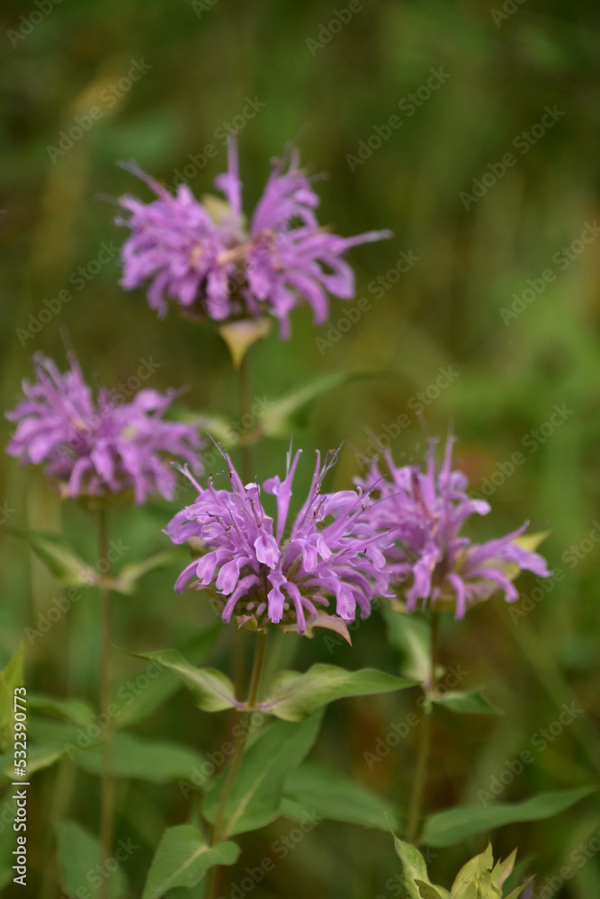 Wild Purple Bee Balm Blooming and Flowering Wild Purple Bee Balm Blooming and Flowering