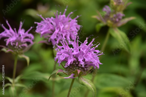 Purple Flowering Bee Balm in the Wild