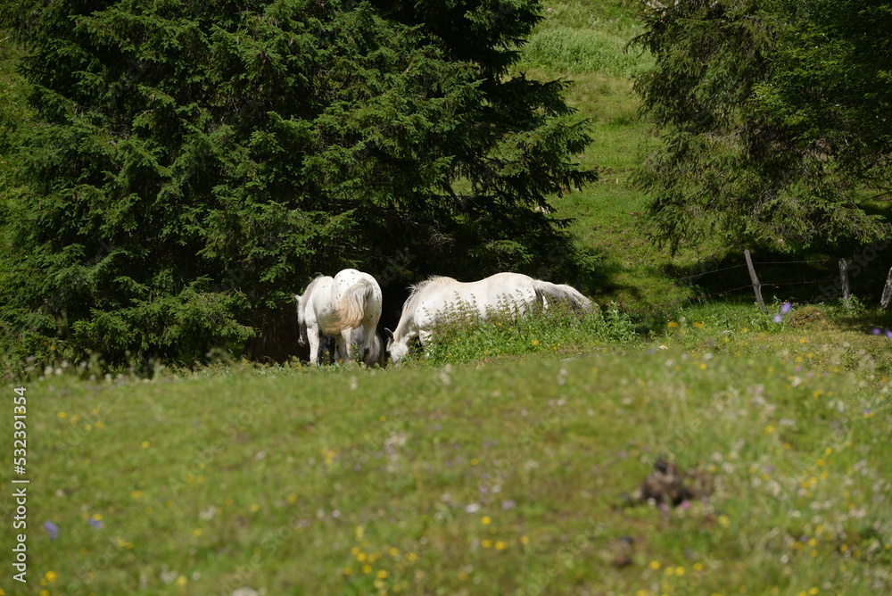 Bergsommer der Pferde, schöne Noriker auf der sommerlichen Bergweide Bergsommer der Pferde, schöne Noriker auf der sommerlichen Bergweide