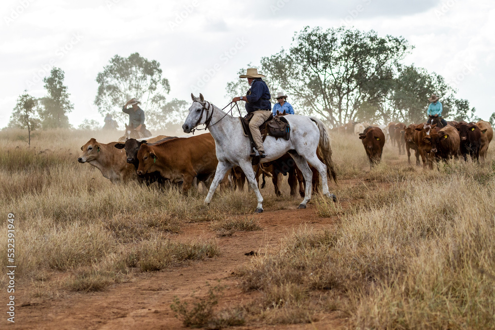 Country man and three women mustering a mob of cattle on the move in the dust. Country man and three women mustering a mob of cattle on the move in the dust.