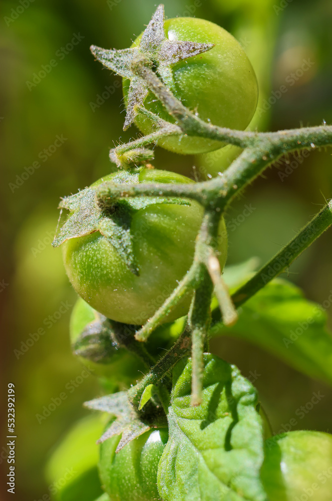 Fototapeta premium Cherry tomatoes growing on vine. Homegrown fresh healthy food with unripe green fruits. Dublin, Ireland