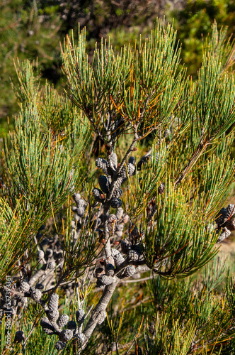 Lake St Clair Australia, allocasuarina littoralis or black sheoak branch with cones  photo