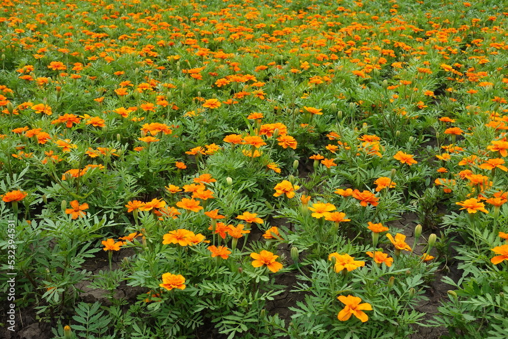A lot of orange flowers of Tagetes patula in mid June