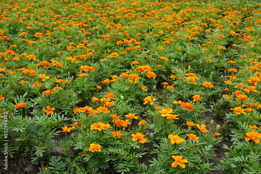 Background - numerous orange flowers of Tagetes patula in mid June