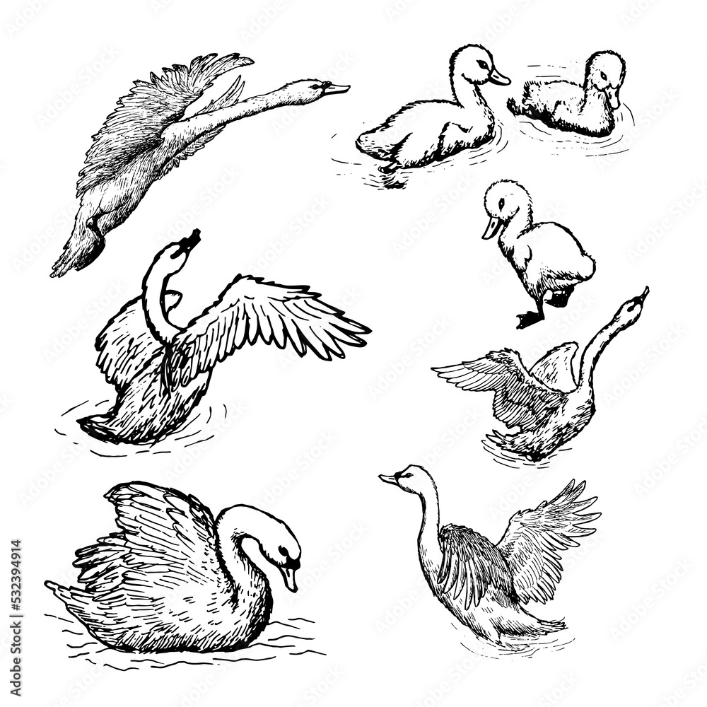 Naklejka premium swan vector illustrations set on white background