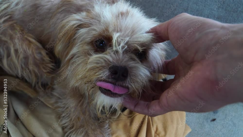 Owner petting domestic dog with strange smile while showing teeth, POV view Owner petting domestic dog with strange smile while showing teeth, POV view