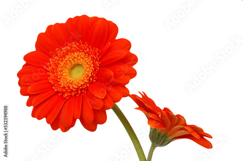Two red gerbera flowers isolated on transparency photo png file 