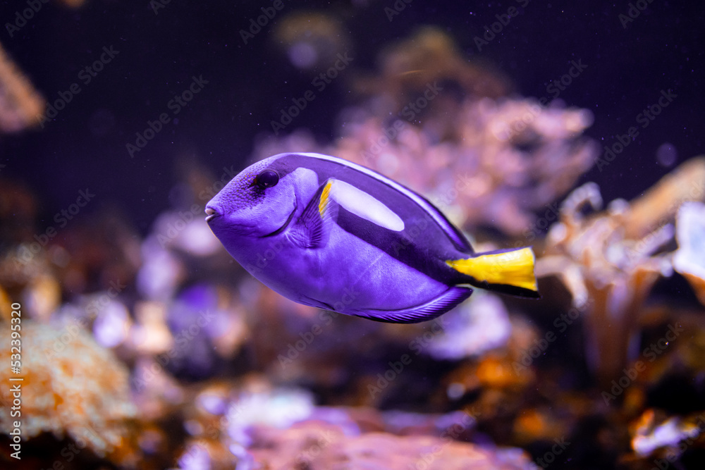 Dory, fioletowa ryba tropikalna - obrazy, fototapety, plakaty 