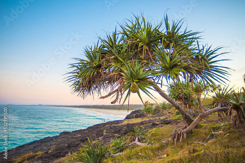 Pandanus tree on the coastline at sunset. photo