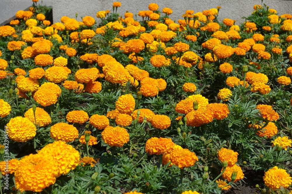 A lot of orange flowers of Tagetes erecta in July