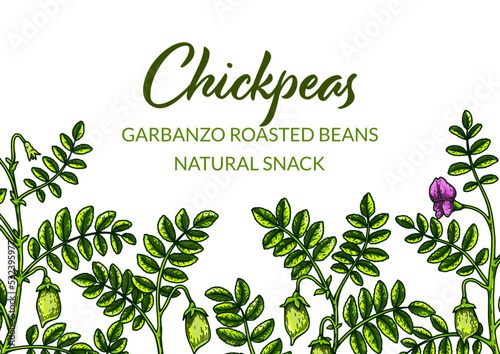 Colorful horizontal chickpeas design. Hand drawn illustration in colored sketch style. Botany design for packaging, label, banner, poster