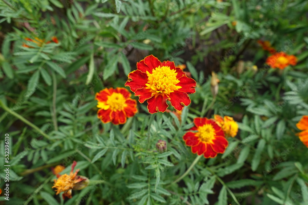 Bunch of three red and yellow flowers of Tagetes patula in July Bunch of three red and yellow flowers of Tagetes patula in July