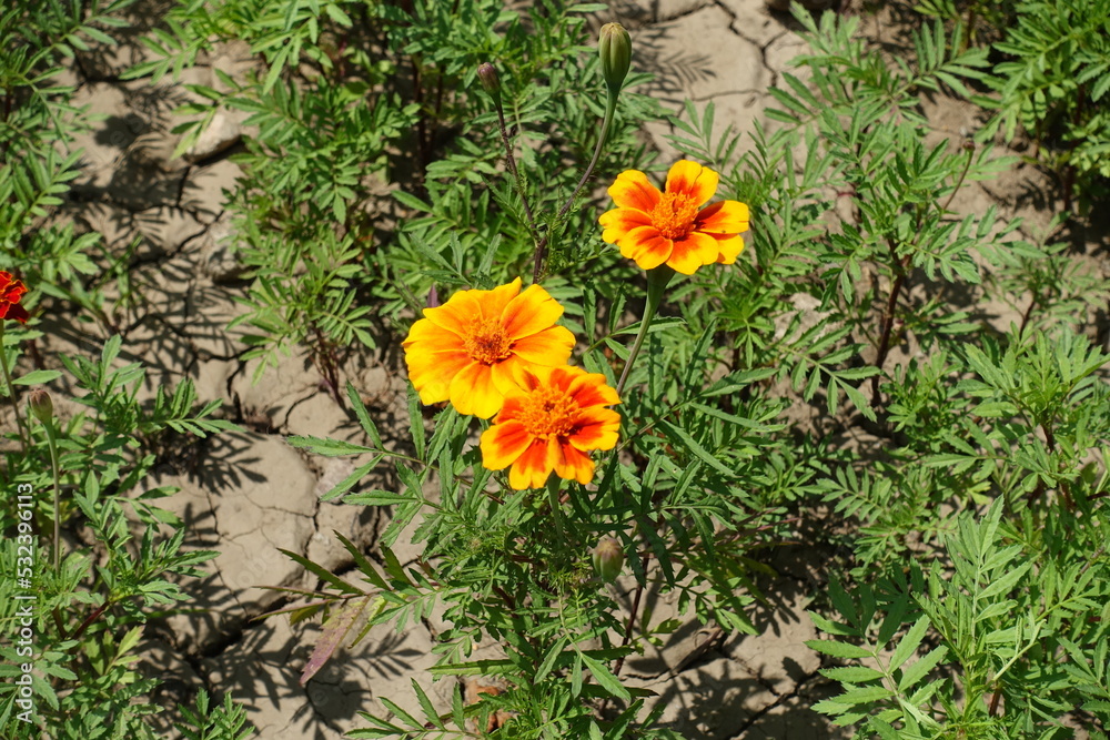 3 red and yellow flowers of Tagetes patula in July