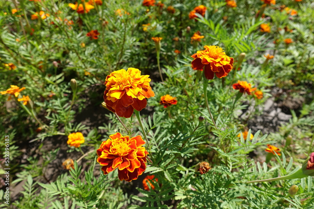 Close view of three red and yellow flowers of Tagetes patula in August