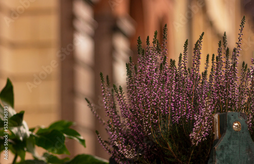 a bush of purple heather in a pot on outdoor. decoration of city streets