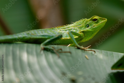 Maned Forest Lizard   Bronchocela jubata 