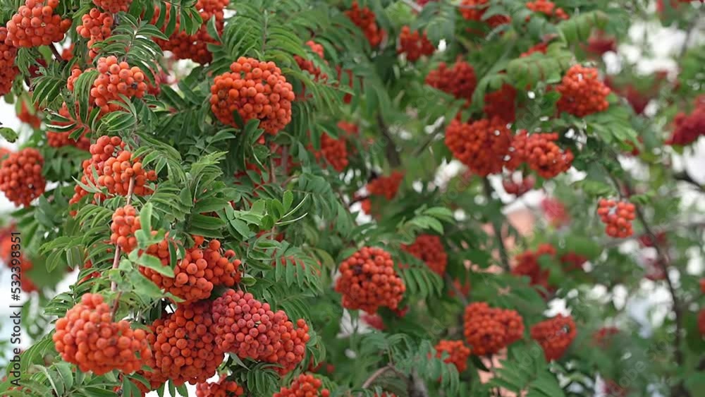 Blurred Rowan on a branch. Red rowan. Rowan berries on rowan tree. Sorbus aucuparia. Blurred Rowan on a branch. Red rowan. Rowan berries on rowan tree. Sorbus aucuparia.