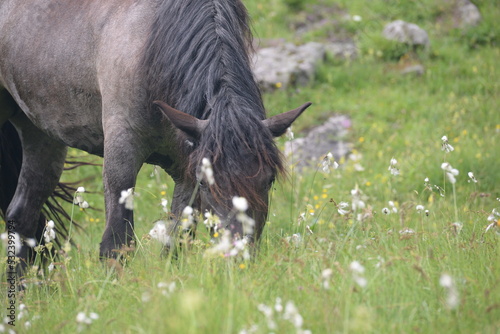 Almsommer mit Pferden. Schöne Noriker auf der sommerlichen Almweide photo