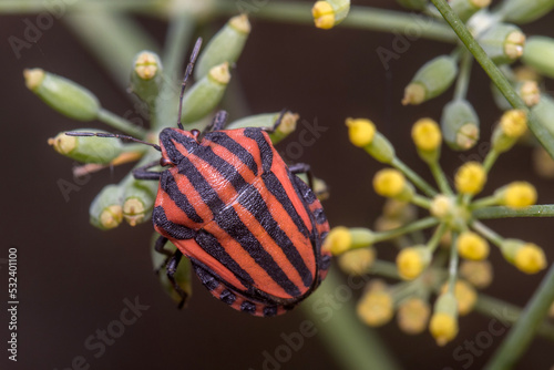 Graphosoma lineatum walking on a plant looking for food