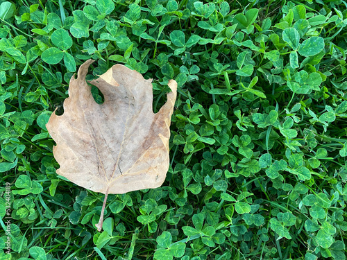 Dry leaf with green grass background , autumn concept.