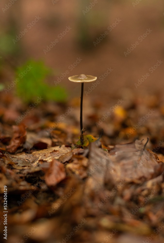 Psilocybe mushroom growing on forest floor Psilocybe mushroom growing on forest floor