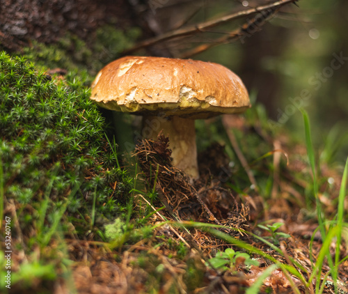 King of the mushrooms Boletus edulis , growing in forest