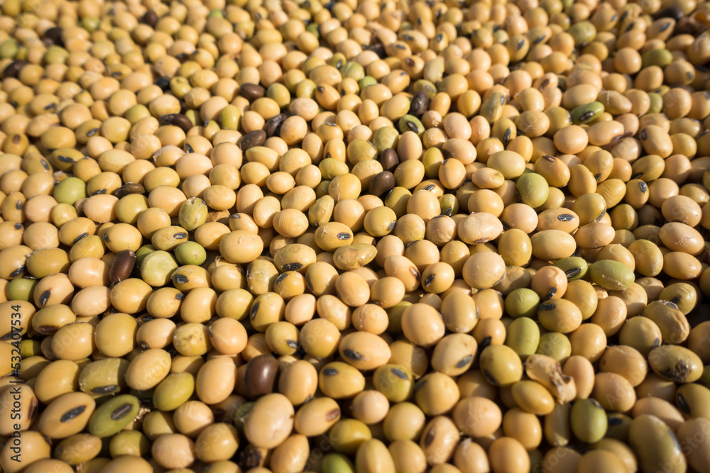 Organic Whole soybean, (Glycine max ) or soya bean dal in th legume family. Macro. Uttarakhand India. Organic Whole soybean, (Glycine max ) or soya bean dal in th legume family. Macro. Uttarakhand India.