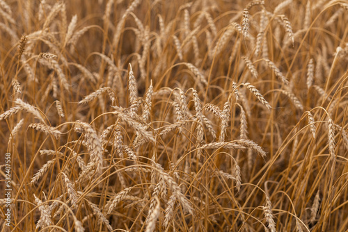 Ripe ears of wheat in a field on a background in gold tones